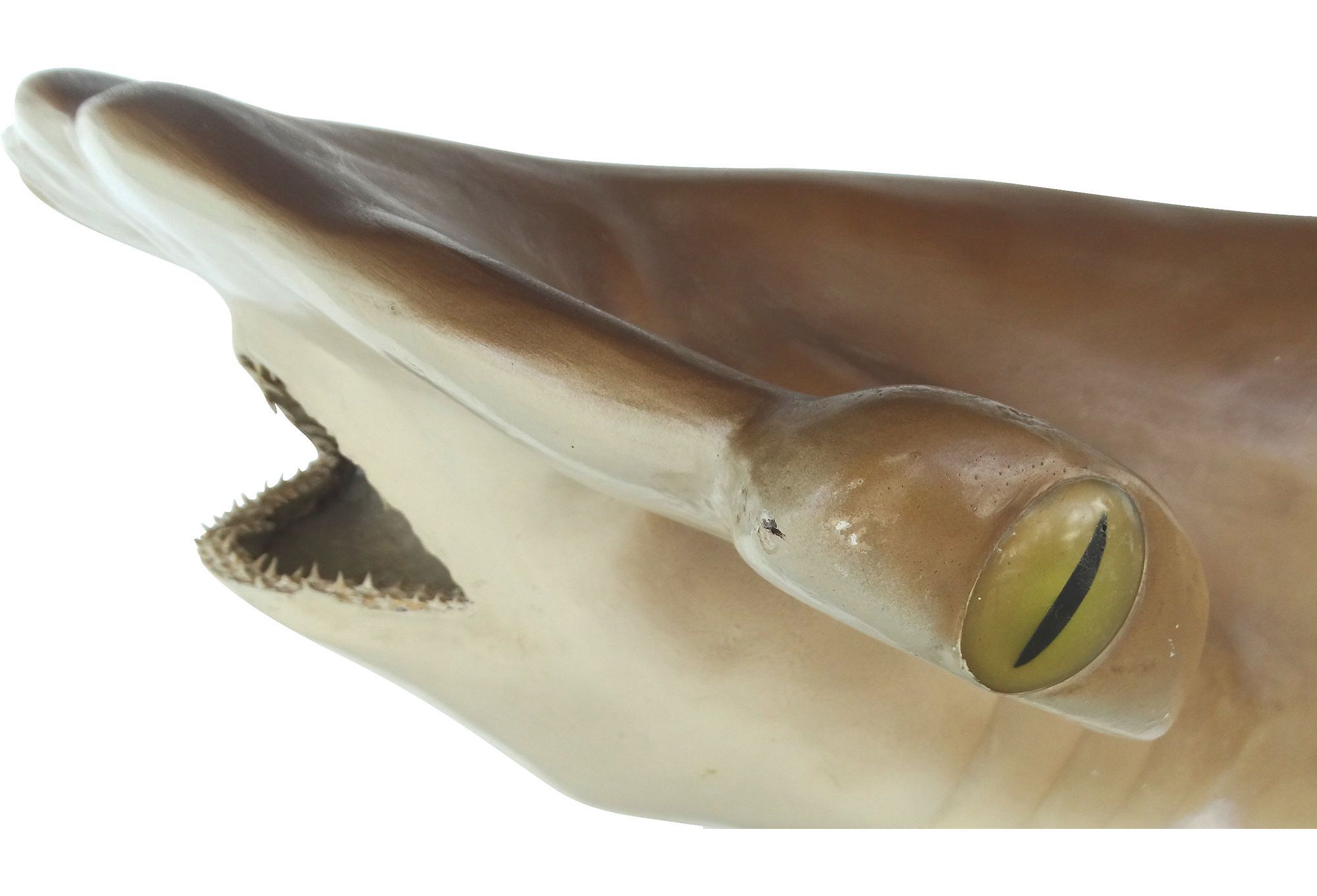 Full Size Taxidermy Hammerhead Shark Mount Modernism